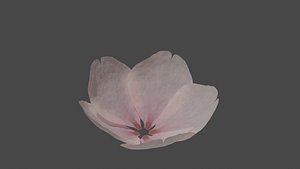 raw cherry blossom 3D model