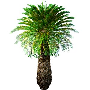 Decorative Evergreen Tall Lush Palm Tree tropical outdoor 3D model