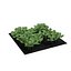 young cabbage plants garden 3d 3ds