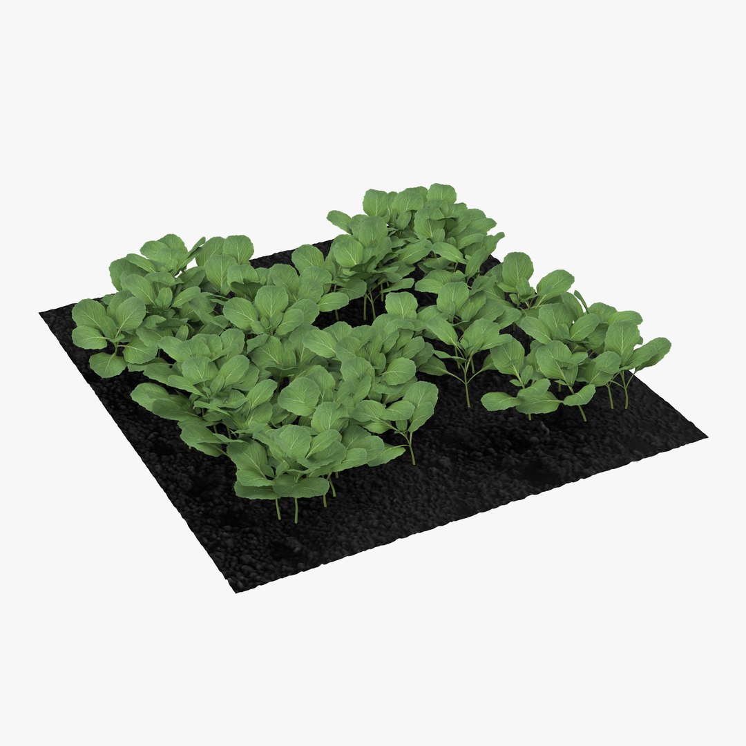 Young Cabbage Plants in the Garden 3D model preview