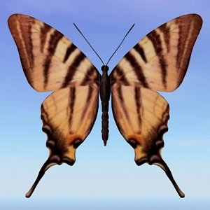 Scarce Swallowtail.obj
