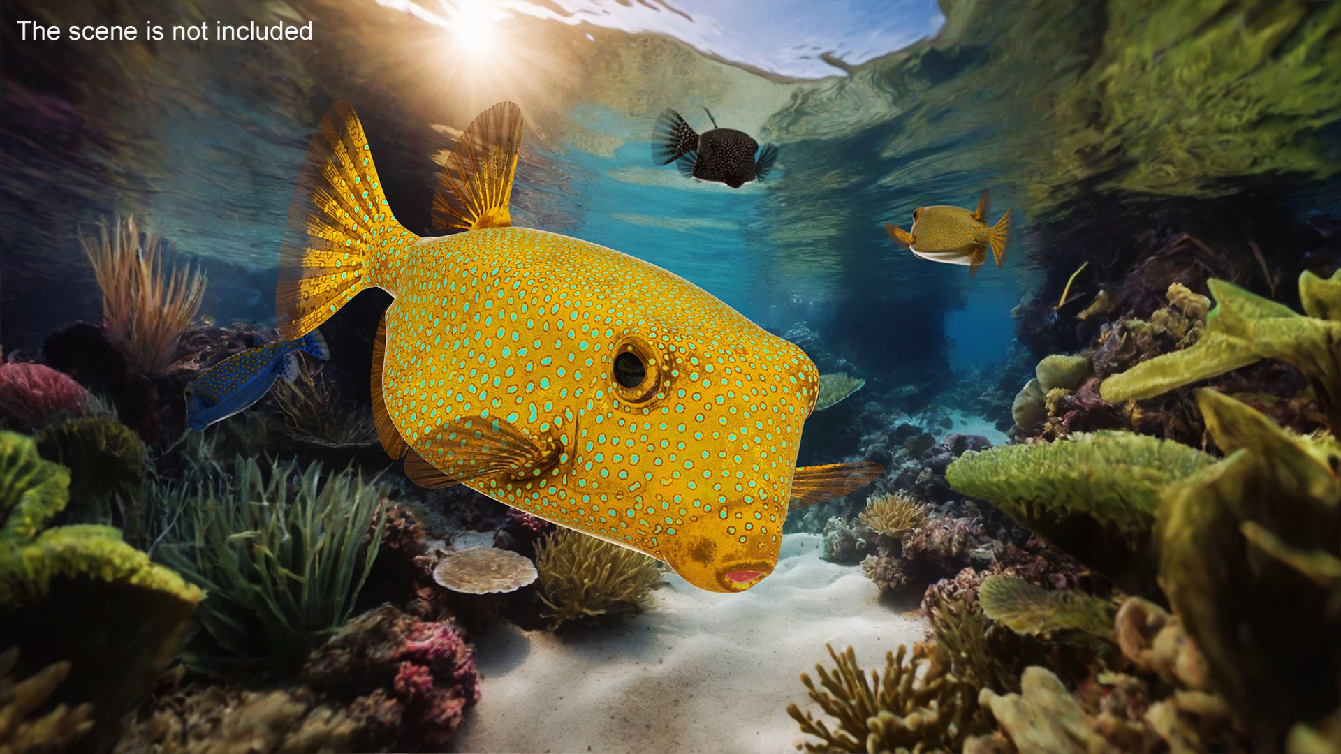 3D Yellow Spotted Boxfish Model - TurboSquid 2321495