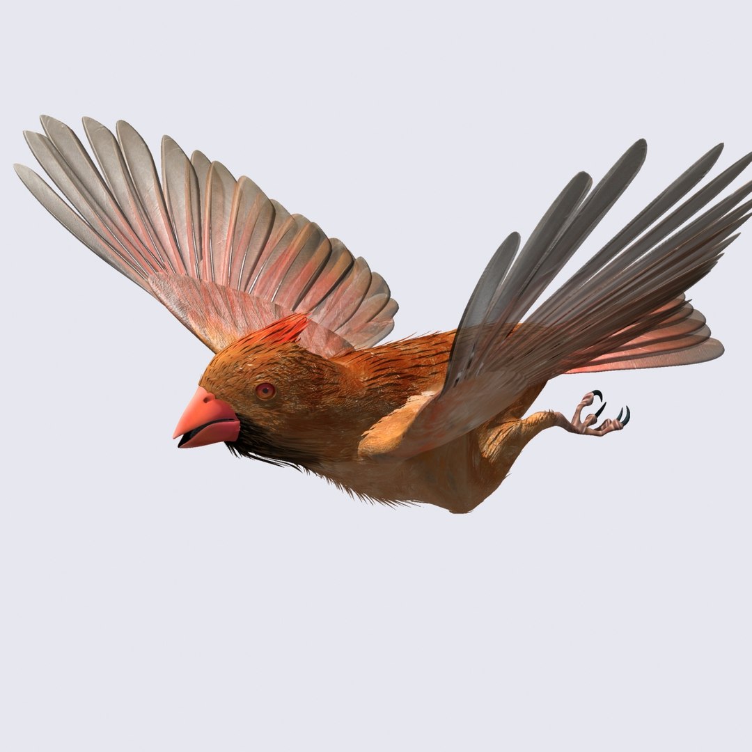 3ds max cardinal female 2012