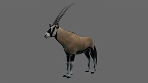 3D oryx gemsbok model
