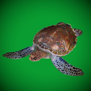 3D Green Sea Turtle