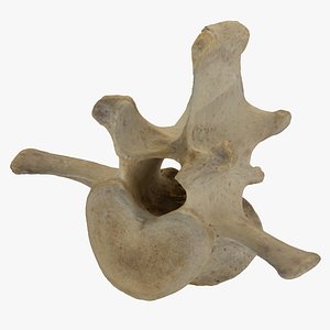 Bear (Ursus) Lumbar Vertebrae L4 RAW Scan 3D model