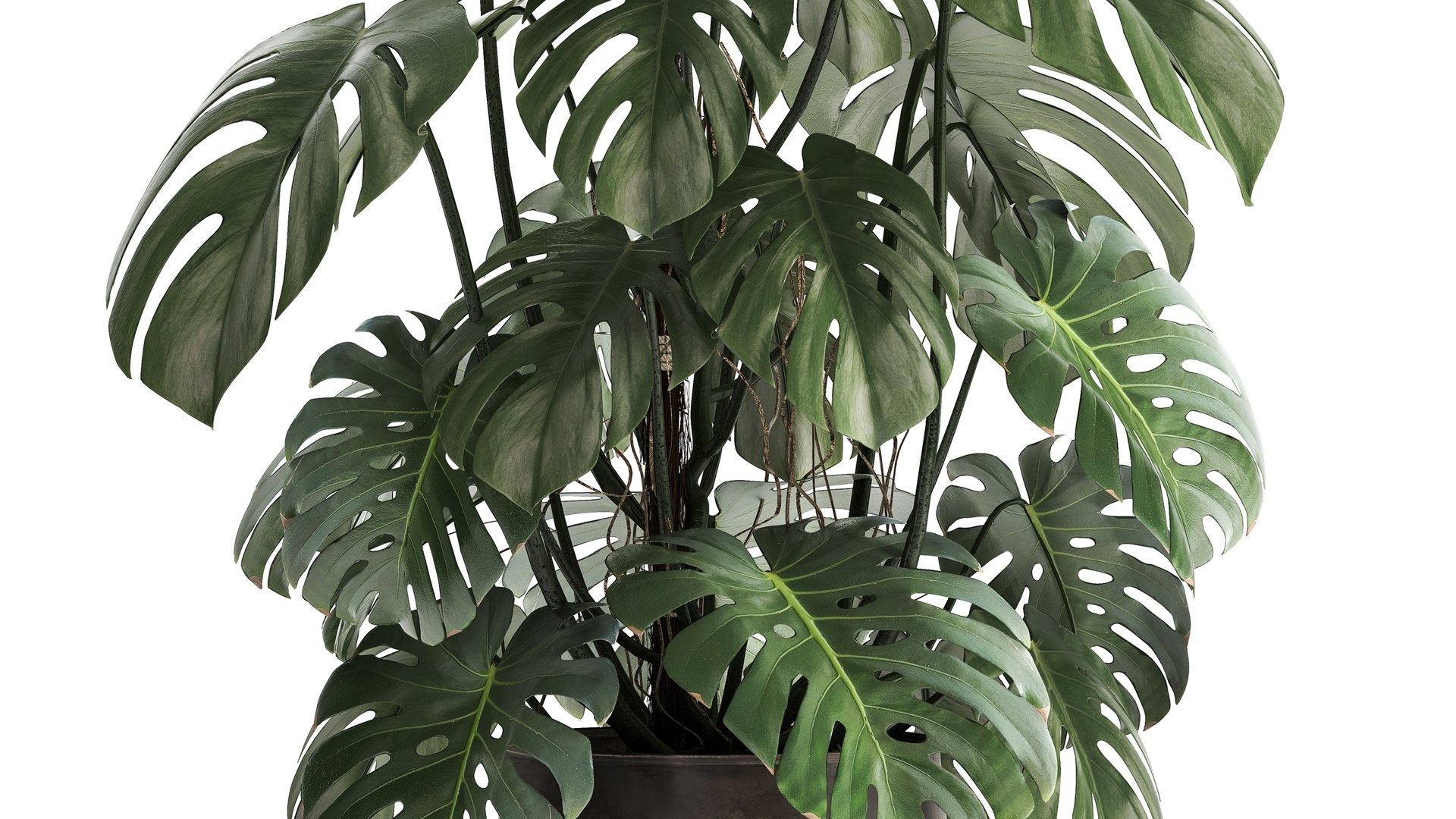 3D Monstera In A Rust Pot For The Interior 1001 - TurboSquid 1749892