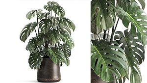 3D Monstera in a rust pot for the interior 1001