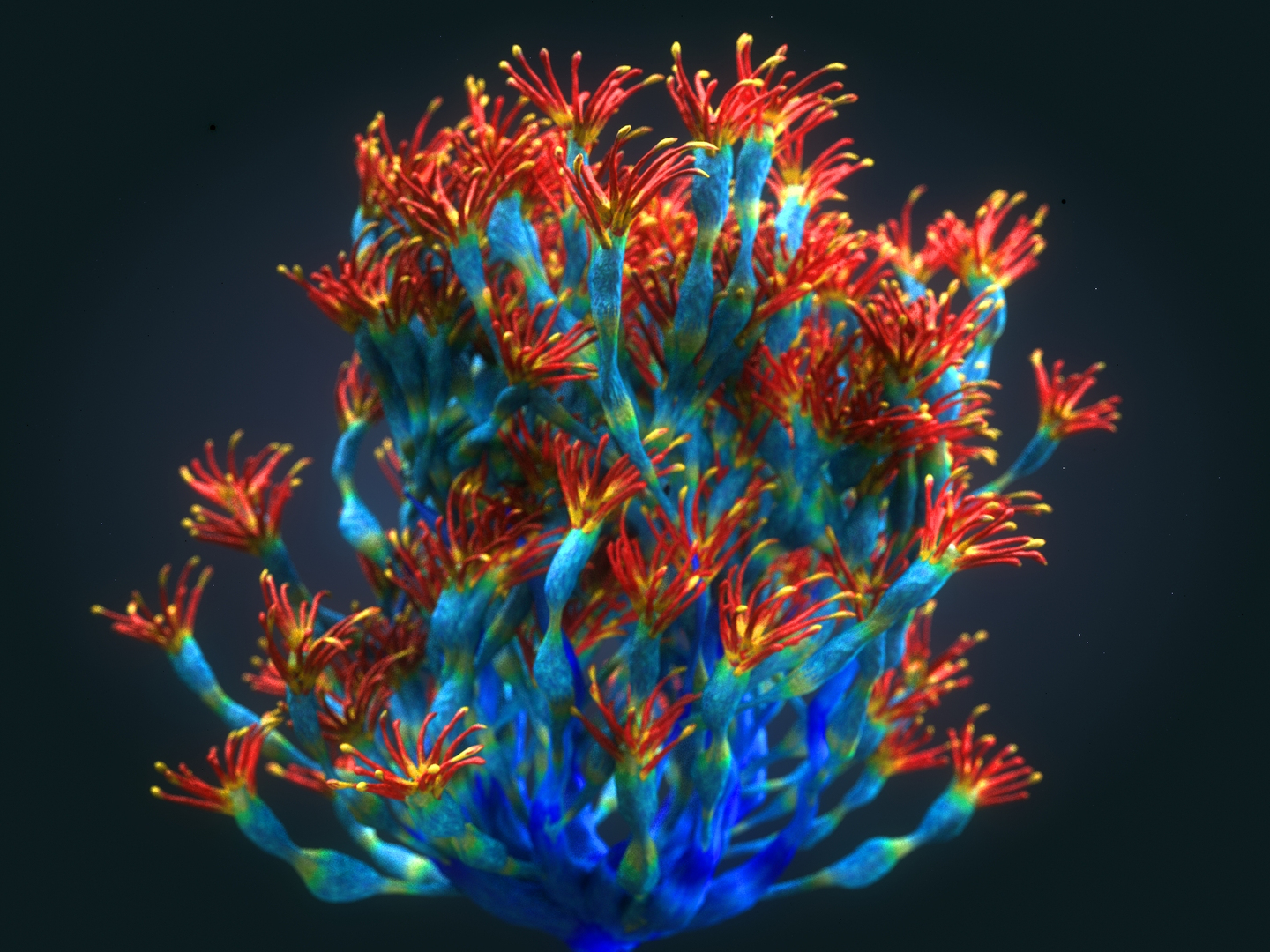 Coral Reef Plants Pack 3D Model TurboSquid 1365785   78678987 