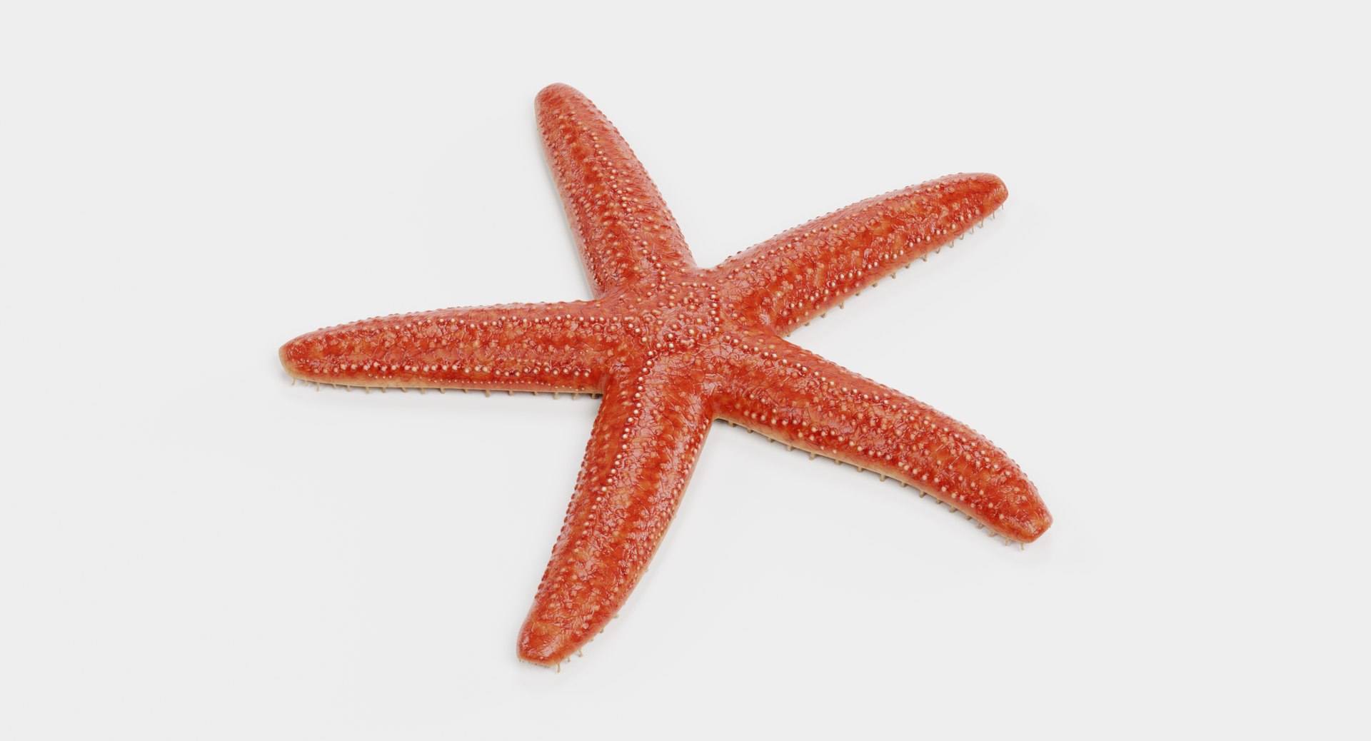 3D common starfish model https://p.turbosquid.com/ts-thumb/s6/ypEnna/9DJZsJGB/asteriasrubensd/png/1511865478/1920x1080/fit_q87/ef94b649c8b6b81b74fc8b0e09d2c10a37736570/asteriasrubensd.jpg
