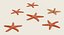 Estrella de mar común