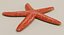 Estrella de mar común