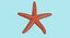 Estrella de mar común
