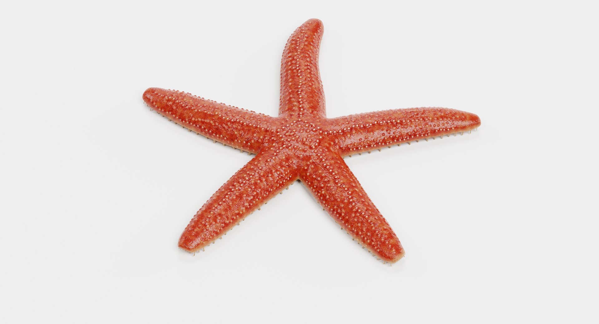 3D common starfish model https://p.turbosquid.com/ts-thumb/s6/ypEnna/cgPmHGvC/asteriasrubensf/png/1511865478/1920x1080/fit_q87/12bbe64bd28d52fb6fda9a29dbeaef1bad4191d8/asteriasrubensf.jpg