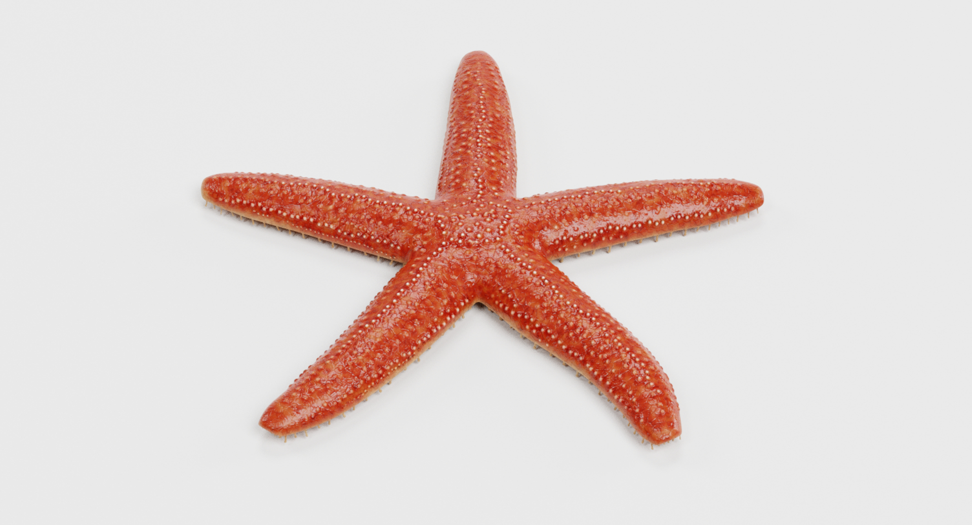 3D common starfish model https://p.turbosquid.com/ts-thumb/s6/ypEnna/geYeZztX/0001/png/1511865972/1920x1080/turn_fit_q99/f2dcc5376260749fcdf2508d08ac76ce11cf9fe1/0001-1.jpg