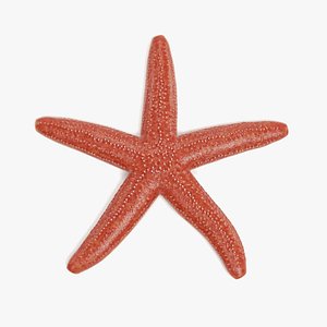 3D common starfish model