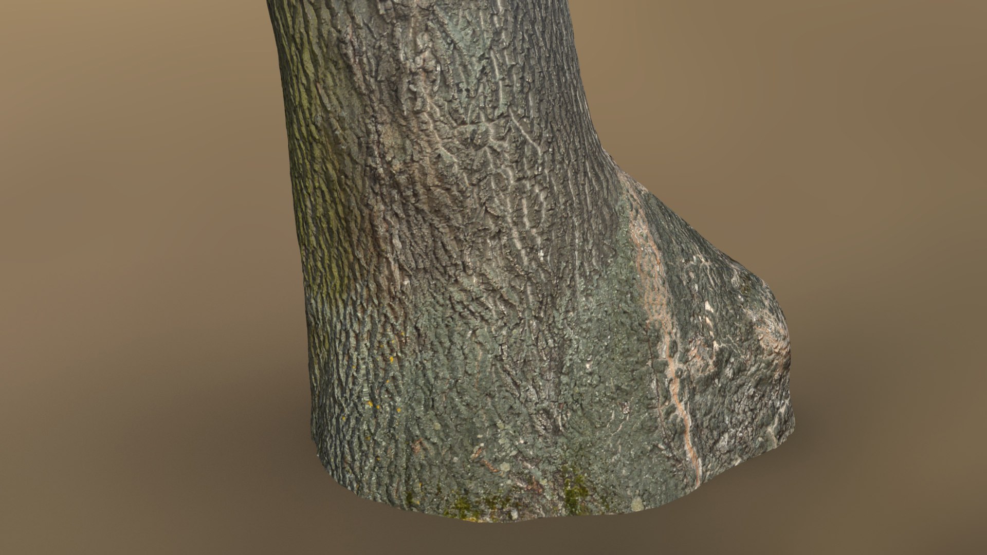 Oak Trunk 3d Scan 3D - TurboSquid 2194505