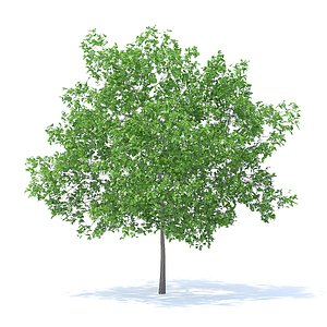 plum tree 5 2m 3D