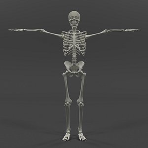 Human Skeleton