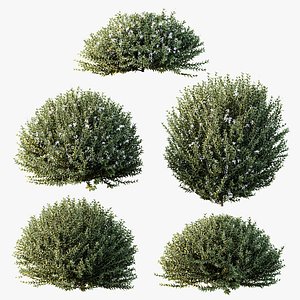3D AV Gray Box Westringia Fruticosa Coastal Rosemary bushes