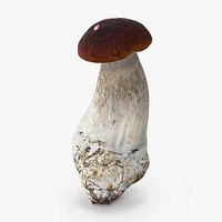 Boletus Edulis 05