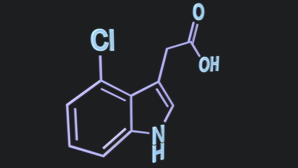 indole-3-acetic acid 3D model