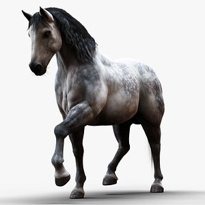 Horse Dapple Grey RIG XGEN 3D