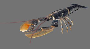 Lobster (black Homarus)