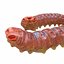 3D Worm Set Collection model