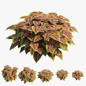 Coleus Plant set 05