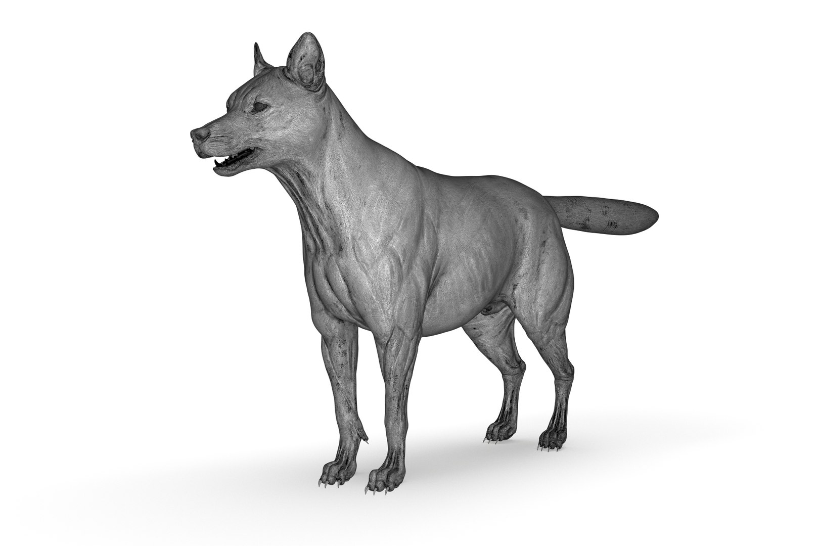 Artic Wolf Model - TurboSquid 2205218
