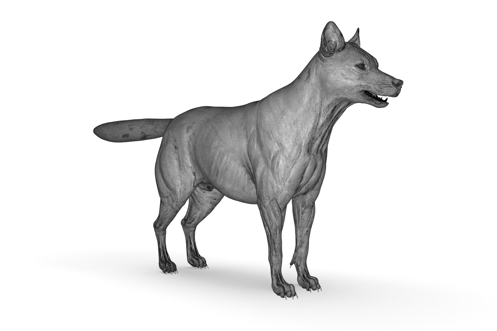 Artic Wolf Model - TurboSquid 2205218