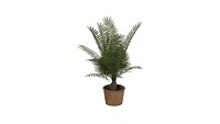 Indoor Plant-01