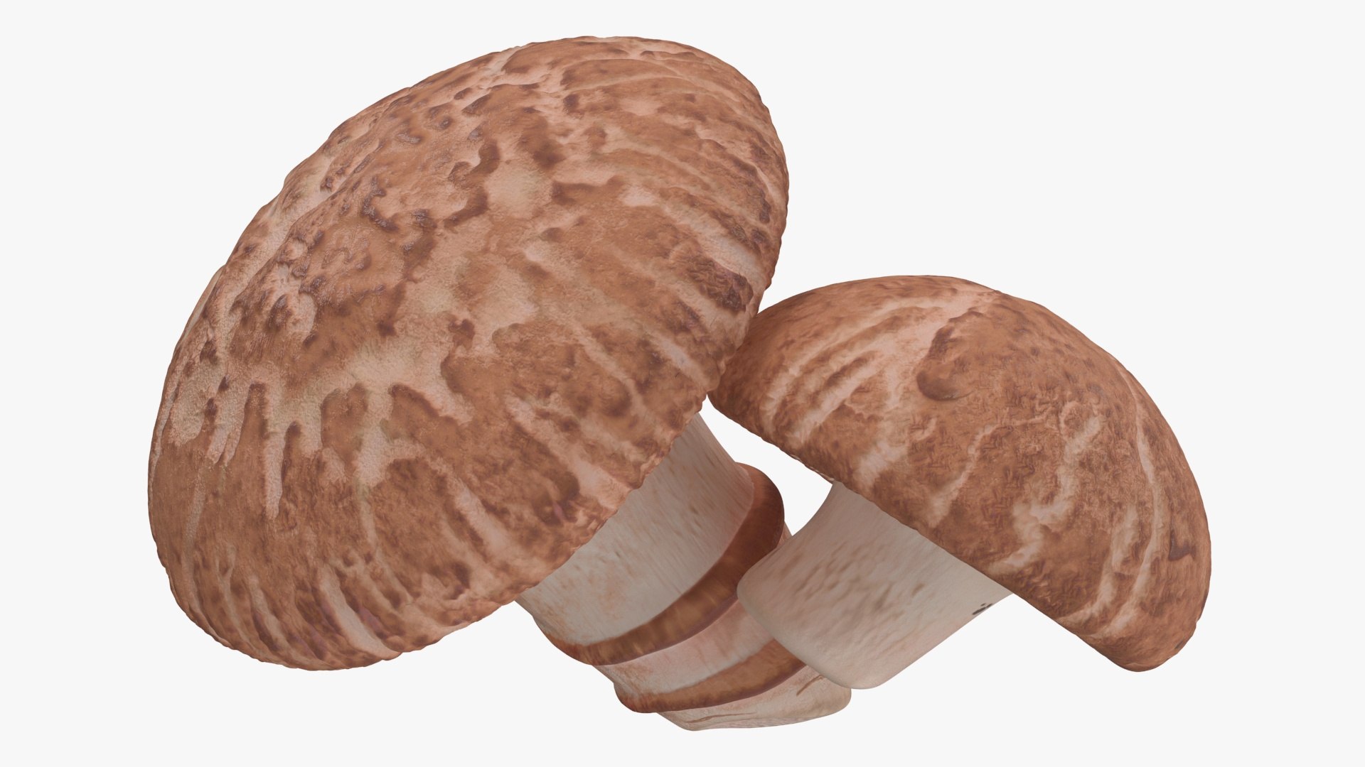 3D Shiitake https://p.turbosquid.com/ts-thumb/s7/mx6VzG/1B/shiitakec4dmodel013/jpg/1712874331/1920x1080/fit_q87/0ba0bd36a74e9b5c92d441b8433a5b24b5c41347/shiitakec4dmodel013.jpg