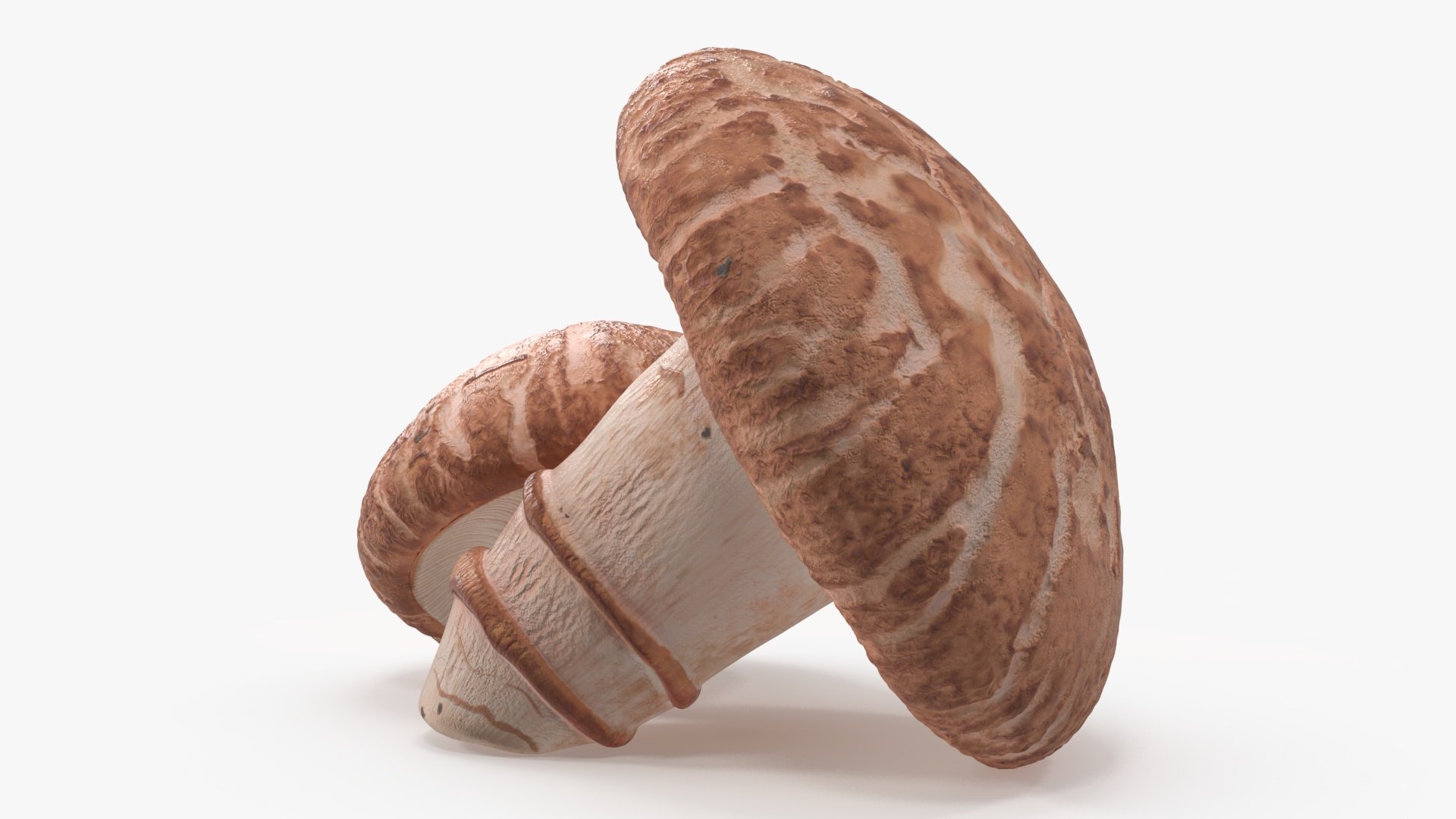 3D Shiitake https://p.turbosquid.com/ts-thumb/s7/mx6VzG/95/shiitakec4dmodel012/jpg/1712874327/1920x1080/fit_q87/bab27a45d61746c7a9e2e5344ae4779e18c28372/shiitakec4dmodel012.jpg