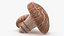 Shiitake