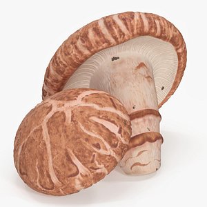 3D Shiitake