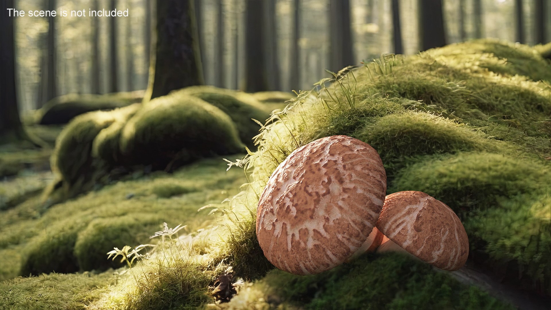 3D Shiitake https://p.turbosquid.com/ts-thumb/s7/mx6VzG/Eu/shiitakec4dmodel006/jpg/1712874305/1920x1080/fit_q87/e83a7eea0ece95544d85e185af9e2232c98b2fe8/shiitakec4dmodel006.jpg
