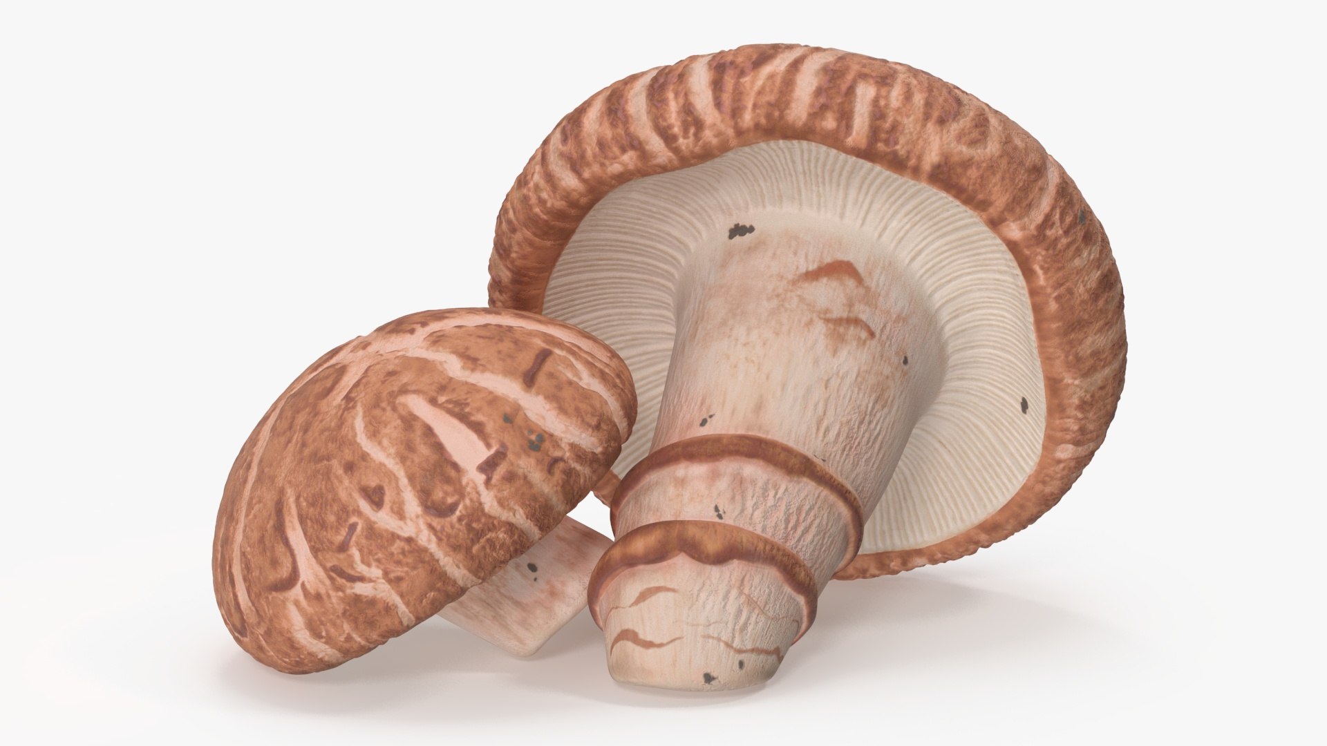 3D Shiitake https://p.turbosquid.com/ts-thumb/s7/mx6VzG/Ki/shiitakec4dmodel010/jpg/1712874320/1920x1080/fit_q87/59310cb299cdae79ec52dbe69af23cb691b0e958/shiitakec4dmodel010.jpg
