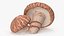 Shiitake