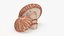 Shiitake