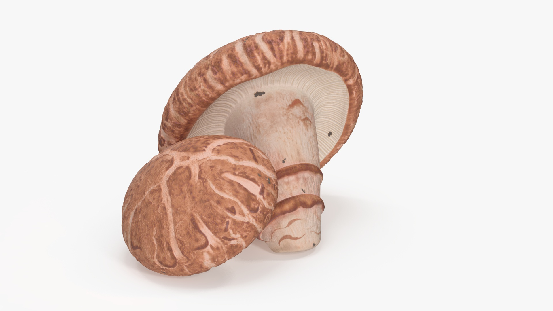 3D Shiitake https://p.turbosquid.com/ts-thumb/s7/mx6VzG/LF/shiitake_360/jpg/1712873964/1920x1080/turn_fit_q99/c635d283a1217f565bf53fd7512648c46ecafc80/shiitake_360-1.jpg
