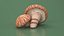 Shiitake