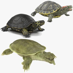 3D turtles rigged 2