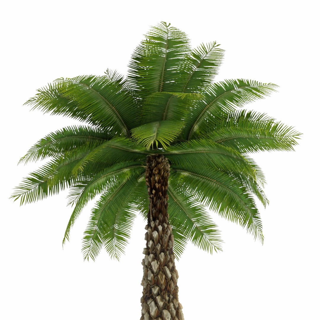 date palm tree 3d max