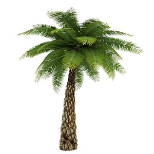 Date Palm Tree Low Poly