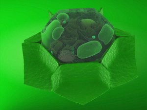 Cells