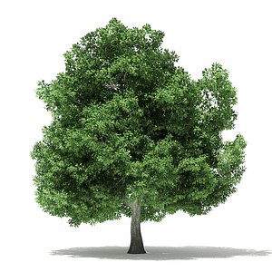 Champion Oak 3D Model 19m