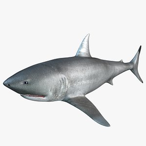 3D Great White Shark Rigged in Blender - TurboSquid 2009419