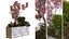 coffret plantes 10